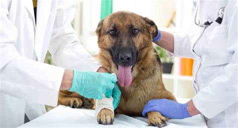 elearning univet|Radiobiology for veterinarians .